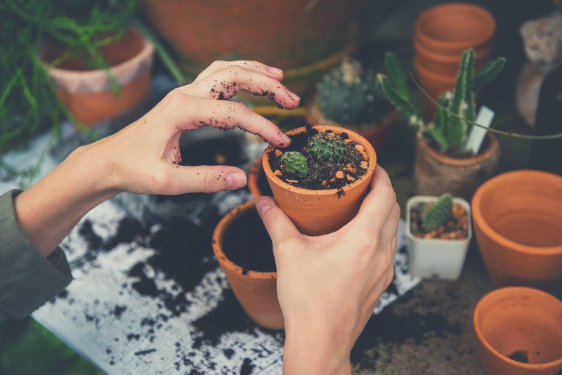 Potting plants 