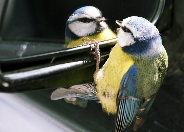 Bird & Mirror