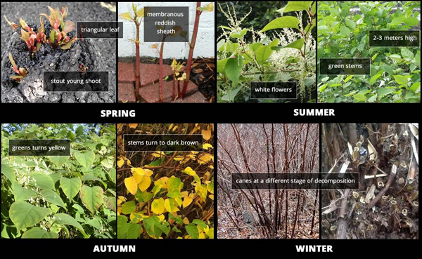 Japanese Knotweed seasons