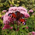 Usna-Keating-Red-Admiral