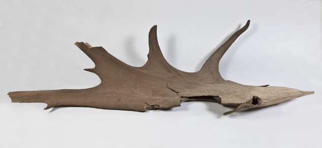 Antler-and-Skull-of-a-Giant-Irish-Deer-Wilton-Cork-02