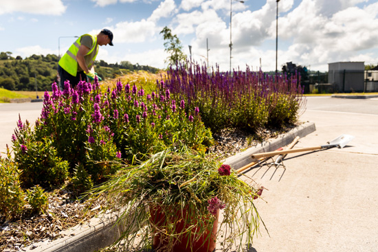 Planting-Pollinators