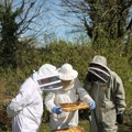 Cork-County-Beekeepers-Association