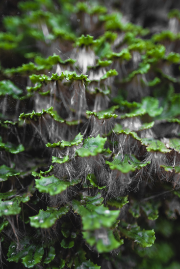 Close-up-of-a-different-species-ofmoss