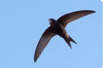 Swift-Bird