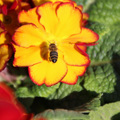 Environmental-Awareness---bee-on-a-flower