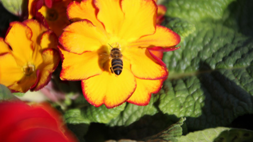 Environmental-Awareness---bee-on-a-flower